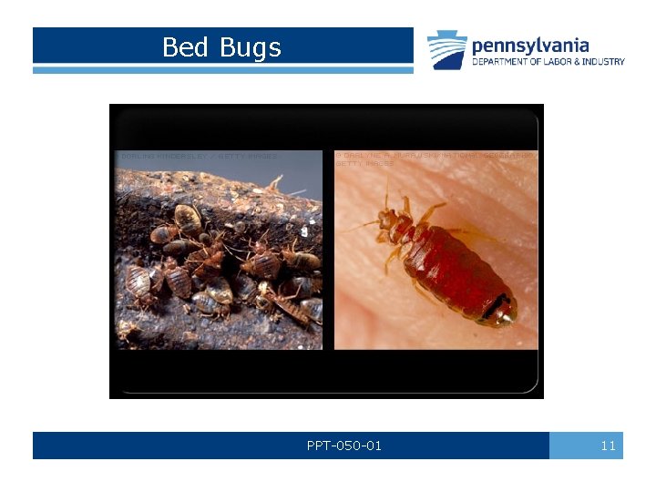 Bed Bugs PPT-050 -01 11 