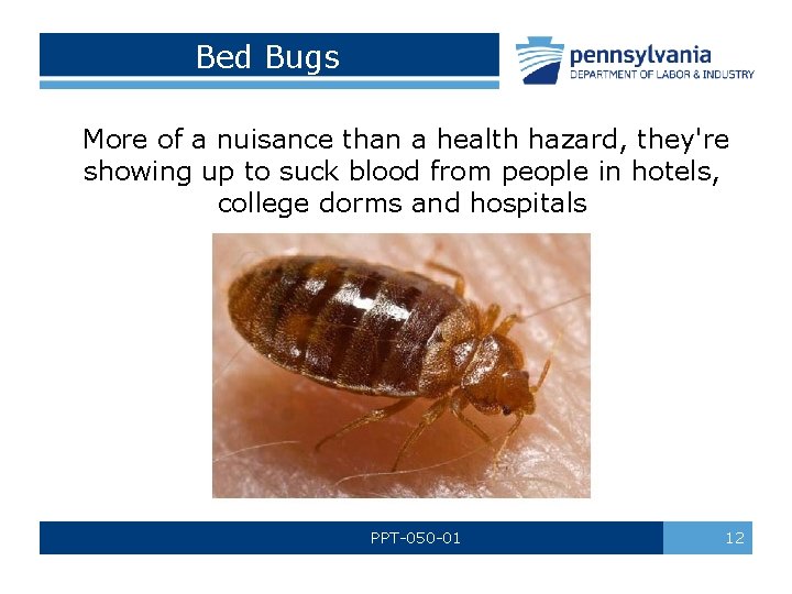 Bed Bugs More of a nuisance than a health hazard, they're showing up to