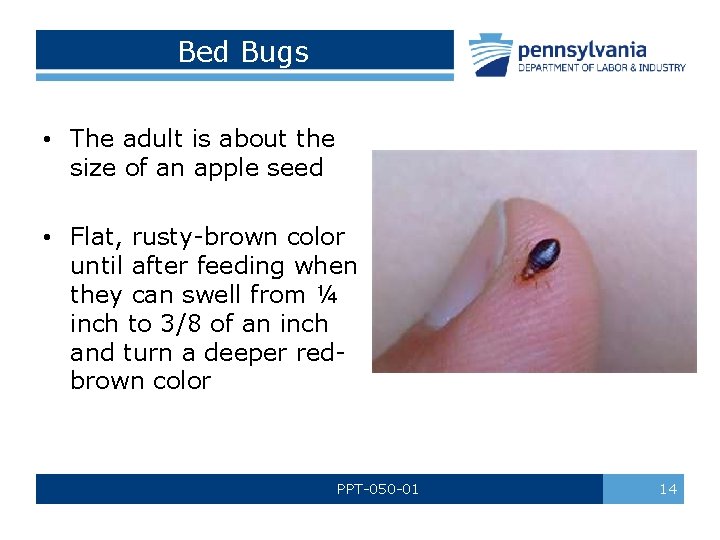 Bed Bugs • The adult is about the size of an apple seed •