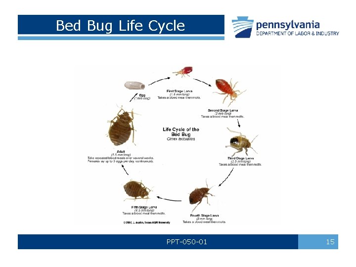 Bed Bug Life Cycle PPT-050 -01 15 