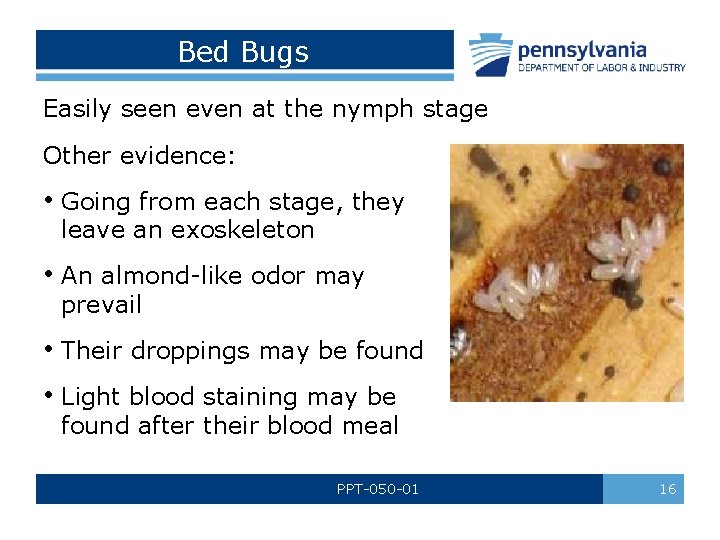 Bed Bugs Easily seen even at the nymph stage Other evidence: • Going from