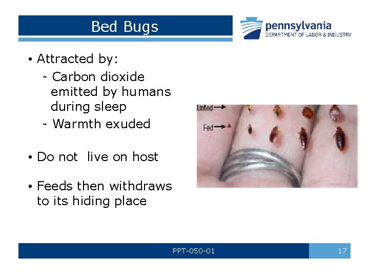 Bed Bugs • Attracted by: - Carbon dioxide emitted by humans during sleep -