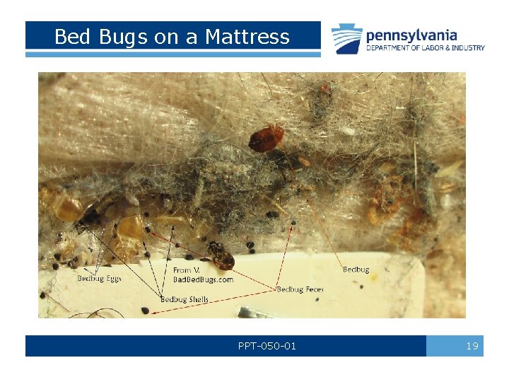 Bed Bugs on a Mattress PPT-050 -01 19 