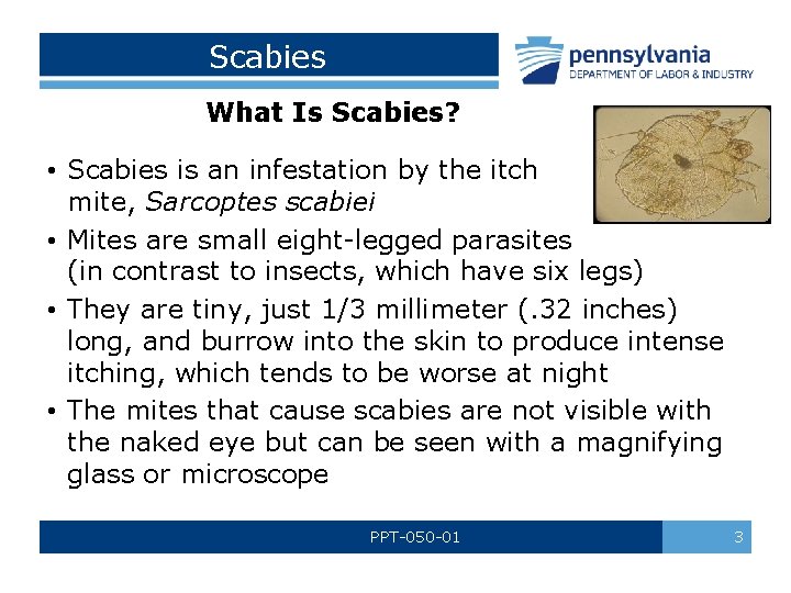 Scabies What Is Scabies? • Scabies is an infestation by the itch mite, Sarcoptes