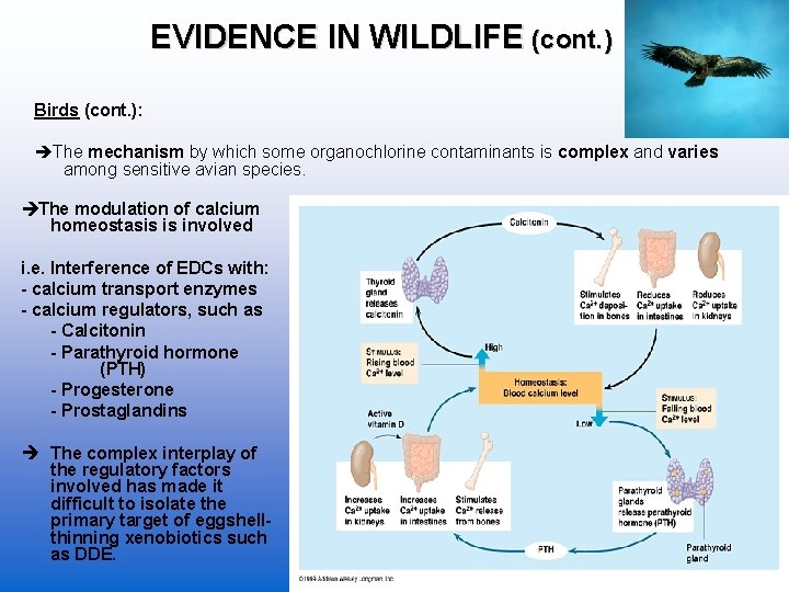 EVIDENCE IN WILDLIFE (cont. ) Birds (cont. ): The mechanism by which some organochlorine