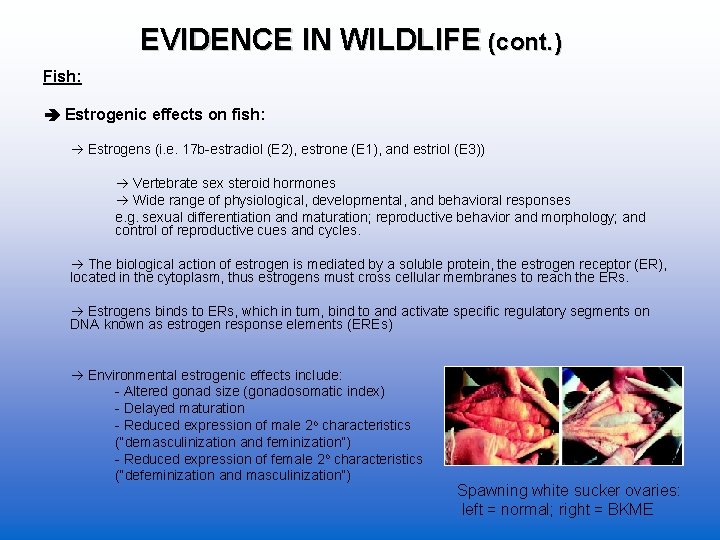 EVIDENCE IN WILDLIFE (cont. ) Fish: Estrogenic effects on fish: Estrogens (i. e. 17