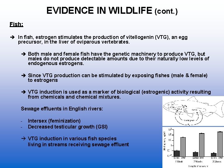 EVIDENCE IN WILDLIFE (cont. ) Fish: In fish, estrogen stimulates the production of vitellogenin