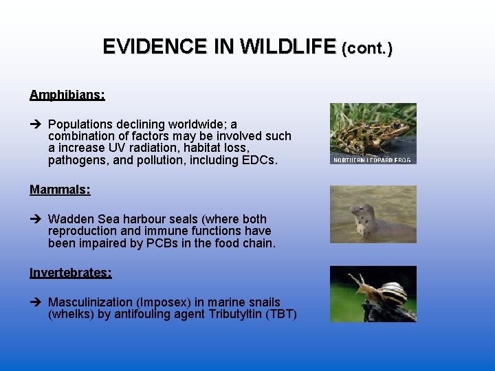 EVIDENCE IN WILDLIFE (cont. ) Amphibians: Populations declining worldwide; a combination of factors may