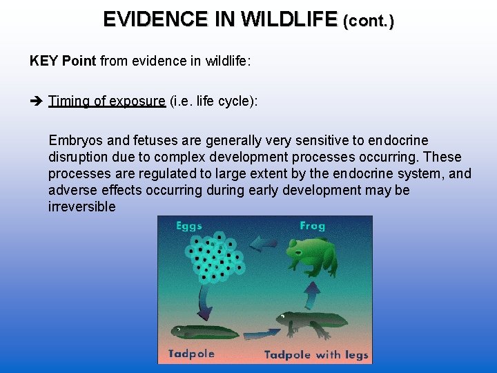 EVIDENCE IN WILDLIFE (cont. ) KEY Point from evidence in wildlife: Timing of exposure