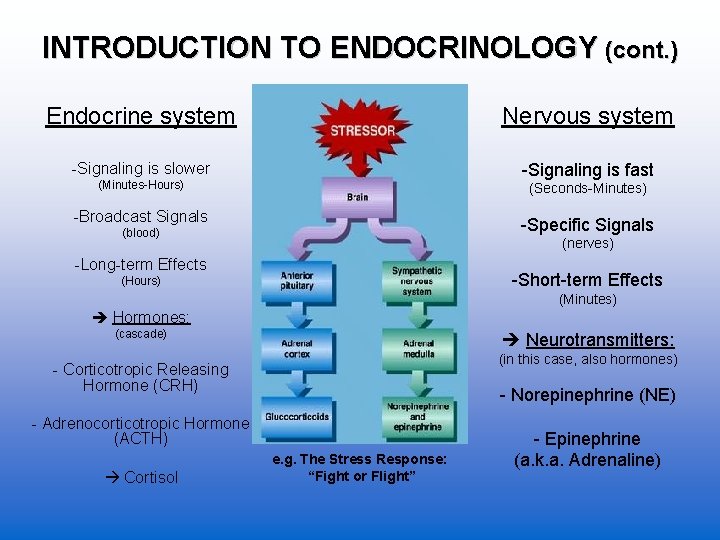 INTRODUCTION TO ENDOCRINOLOGY (cont. ) Endocrine system Nervous system -Signaling is slower -Signaling is