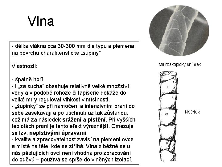 Vlna - délka vlákna cca 30 -300 mm dle typu a plemena, na povrchu