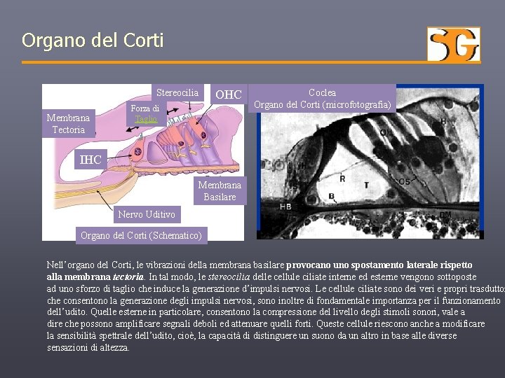 Organo del Corti Stereocilia Membrana Tectoria OHC Forza di Taglio Coclea Organo del Corti