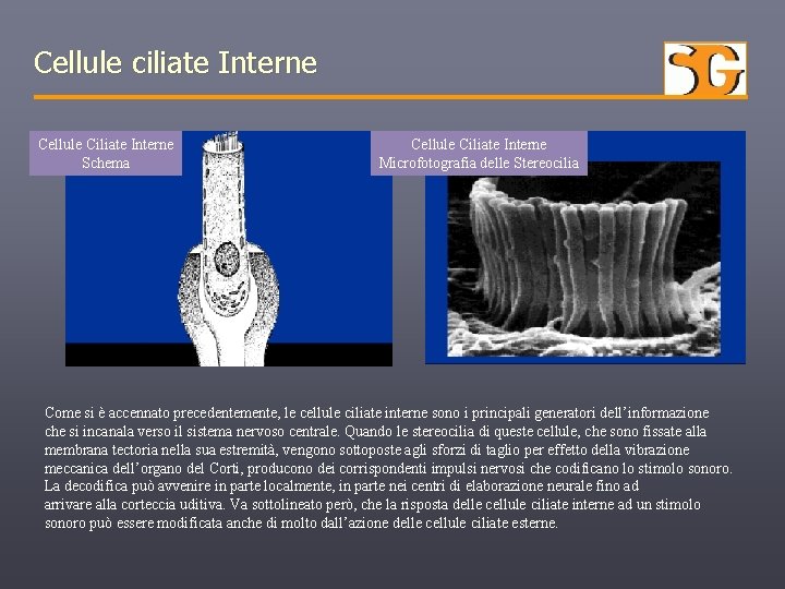 Cellule ciliate Interne Cellule Ciliate Interne Schema Cellule Ciliate Interne Microfotografia delle Stereocilia Come