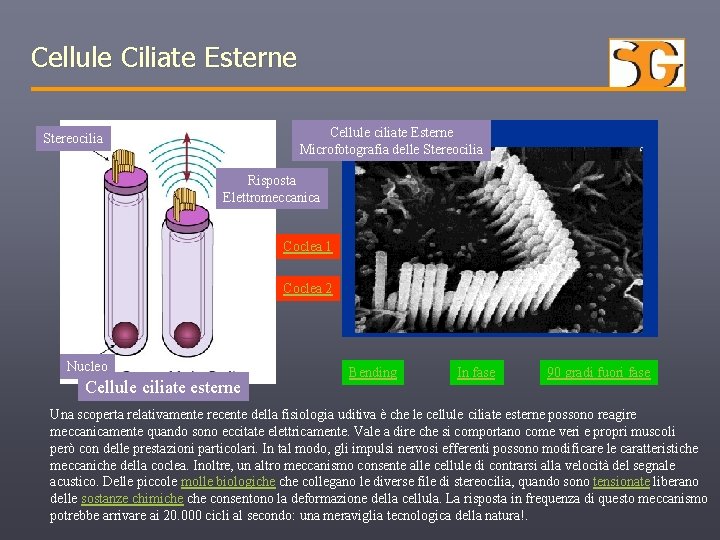 Cellule Ciliate Esterne Cellule ciliate Esterne Microfotografia delle Stereocilia Risposta Elettromeccanica Coclea 1 Coclea