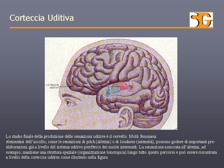 Corteccia Uditiva Lo stadio finale della produzione delle sensazioni uditive è il cervello. Molti