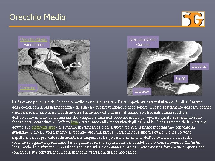 Orecchio Medio Panoramica Orecchio Medio Ossicini Incudine Staffa Timpano Martello La funzione principale dell’orecchio