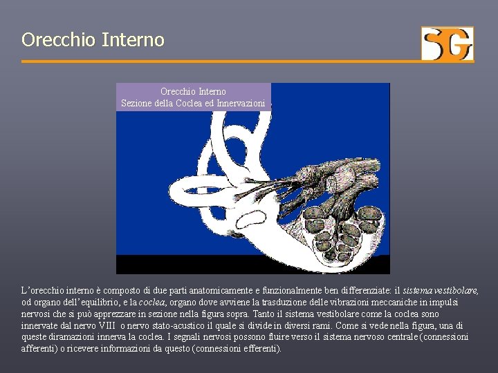 Orecchio Interno Sezione della Coclea ed Innervazioni L’orecchio interno è composto di due parti