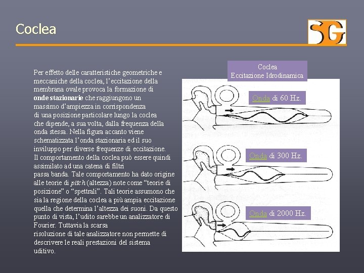 Coclea Per effetto delle caratteristiche geometriche e meccaniche della coclea, l’eccitazione della membrana ovale