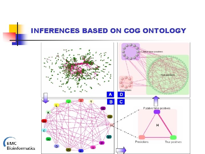 INFERENCES BASED ON COG ONTOLOGY 