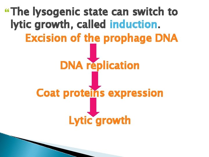  The lysogenic state can switch to lytic growth, called induction. Excision of the