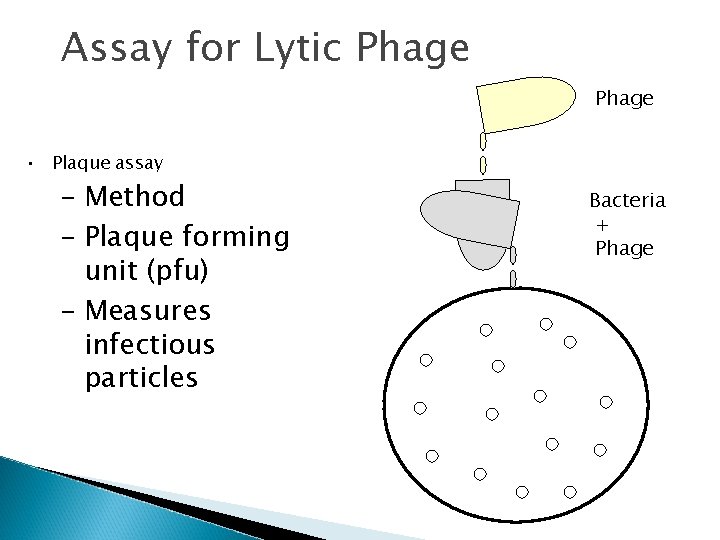 Assay for Lytic Phage • Plaque assay – Method – Plaque forming unit (pfu)