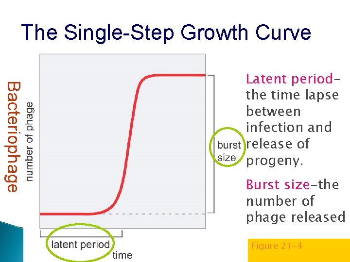 The Single-Step Growth Curve Bacteriophage Latent periodthe time lapse between infection and release of
