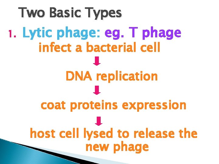 Two Basic Types 1. Lytic phage: eg. T phage infect a bacterial cell DNA