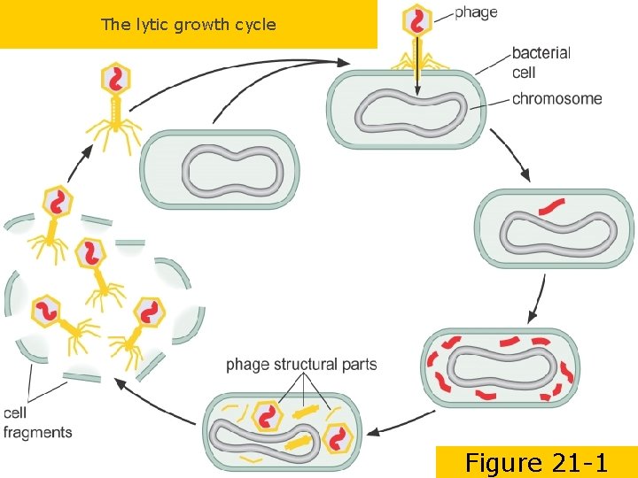 The lytic growth cycle Figure 21 -1 