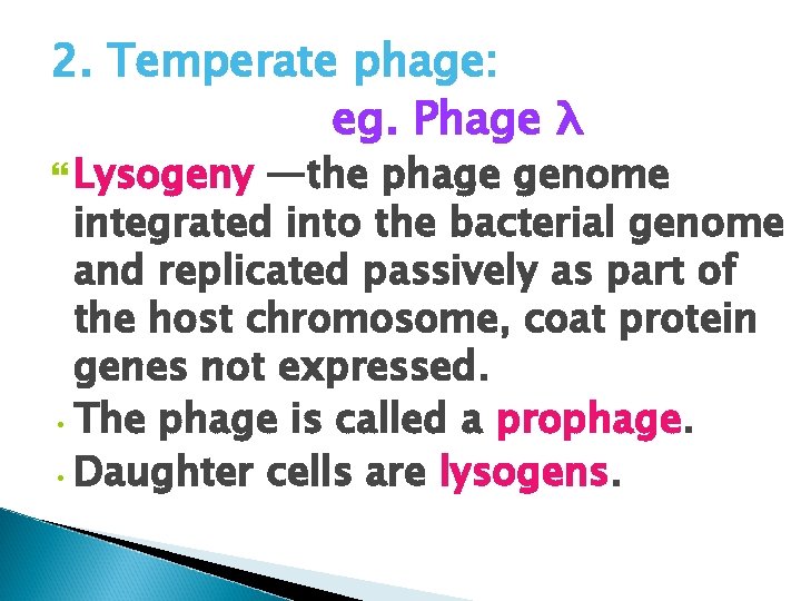 2. Temperate phage: eg. Phage λ Lysogeny —the phage genome integrated into the bacterial