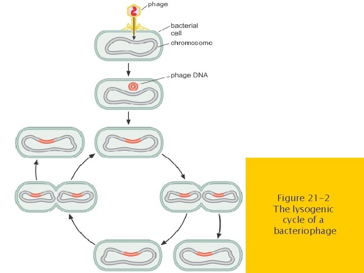 Figure 21 -2 The lysogenic cycle of a bacteriophage 