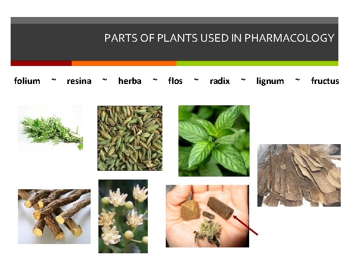 PARTS OF PLANTS USED IN PHARMACOLOGY folium ~ resina ~ herba ~ flos ~