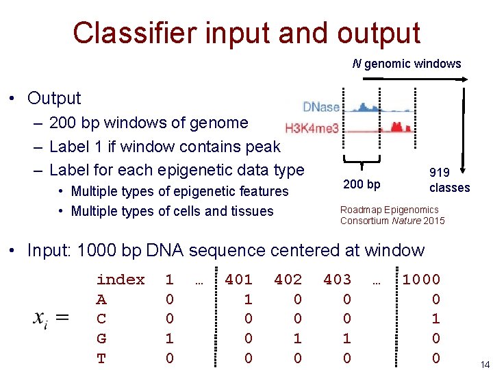 Classifier input and output N genomic windows • Output – 200 bp windows of