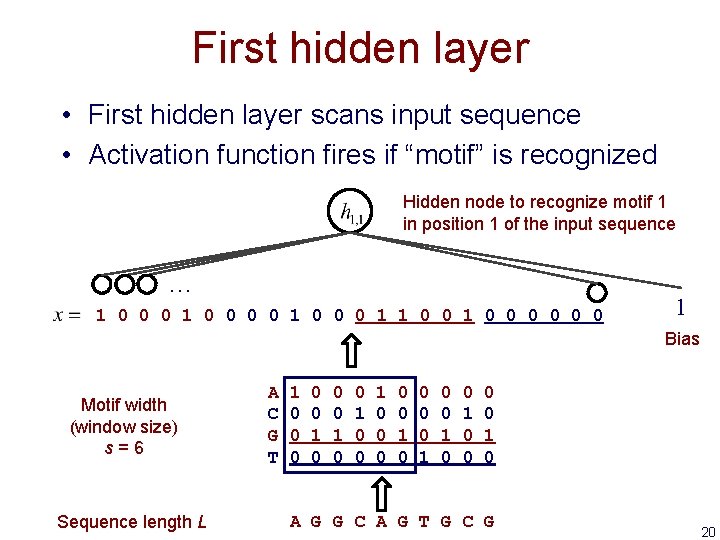 First hidden layer • First hidden layer scans input sequence • Activation function fires