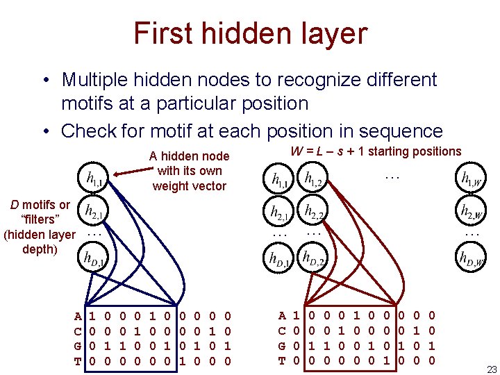 First hidden layer • Multiple hidden nodes to recognize different motifs at a particular