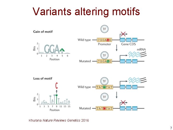 Variants altering motifs Khurana Nature Reviews Genetics 2016 7 