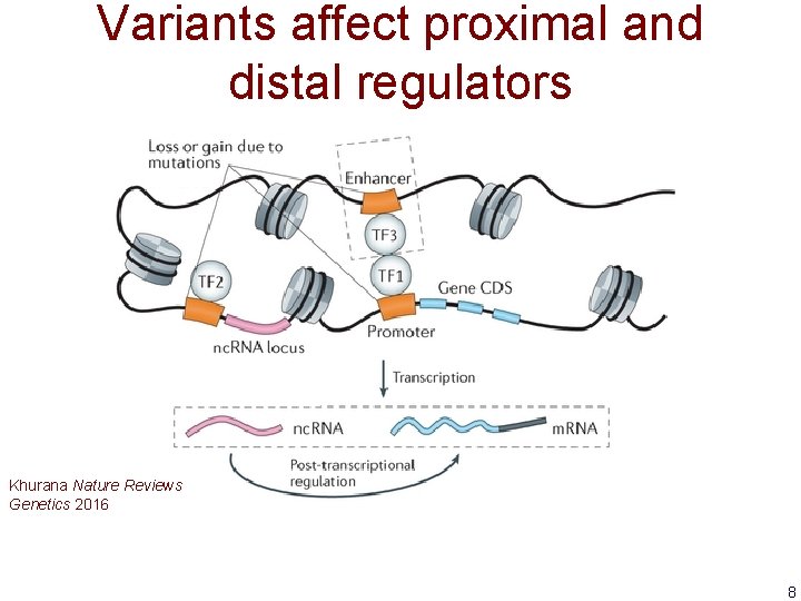 Variants affect proximal and distal regulators Khurana Nature Reviews Genetics 2016 8 