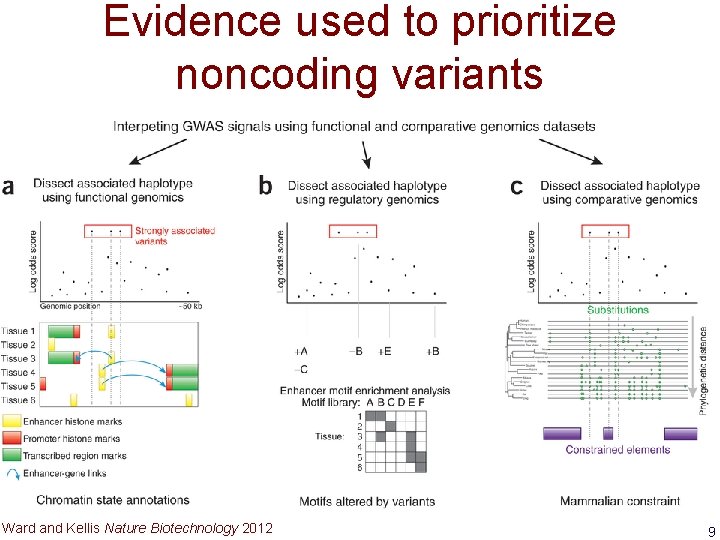 Evidence used to prioritize noncoding variants Ward and Kellis Nature Biotechnology 2012 9 