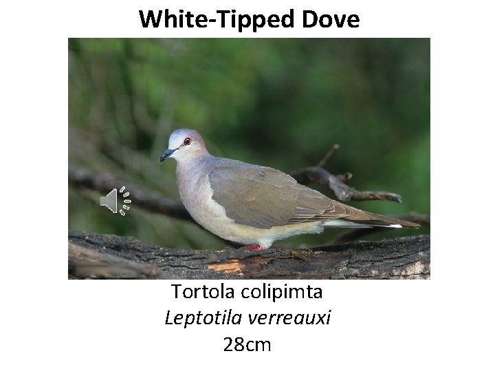 White-Tipped Dove Tortola colipimta Leptotila verreauxi 28 cm 