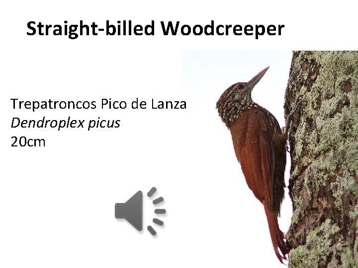 Straight-billed Woodcreeper Trepatroncos Pico de Lanza Dendroplex picus 20 cm 