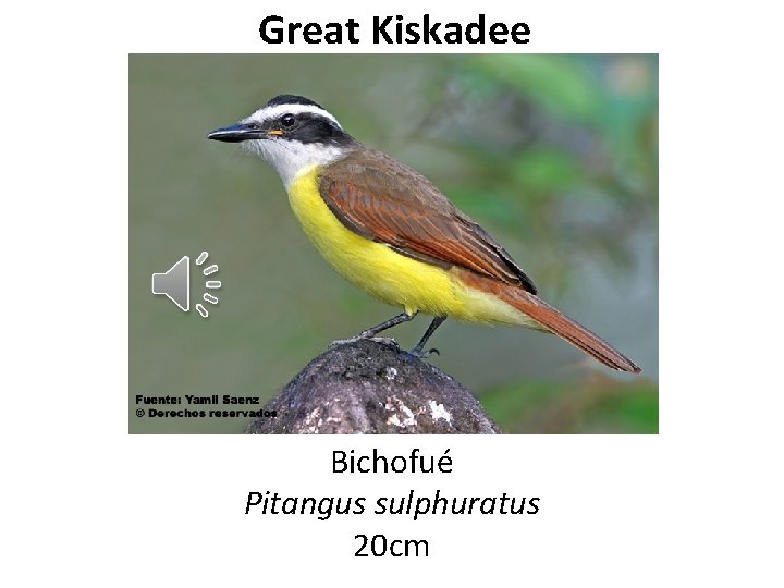 Great Kiskadee Bichofué Pitangus sulphuratus 20 cm 