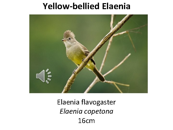 Yellow-bellied Elaenia flavogaster Elaenia copetona 16 cm 