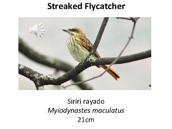 Streaked Flycatcher Siriri rayado Myiodynastes maculatus 21 cm 