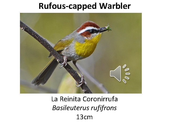 Rufous-capped Warbler La Reinita Coronirrufa Basileuterus rufifrons 13 cm 
