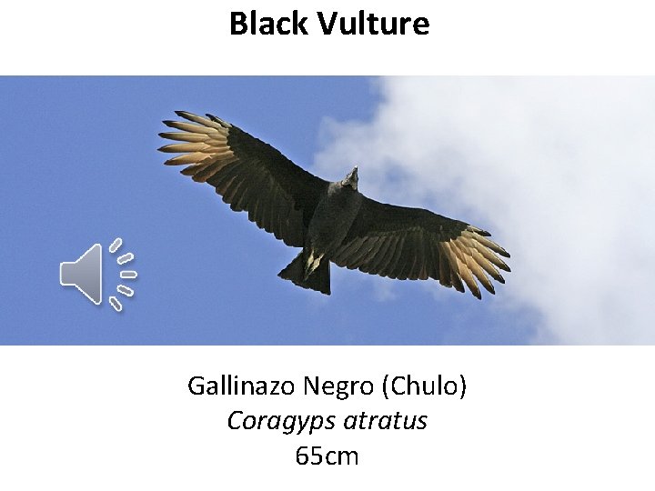 Black Vulture Gallinazo Negro (Chulo) Coragyps atratus 65 cm 