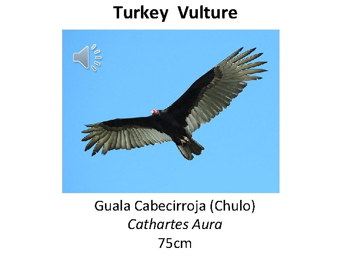 Turkey Vulture Guala Cabecirroja (Chulo) Cathartes Aura 75 cm 