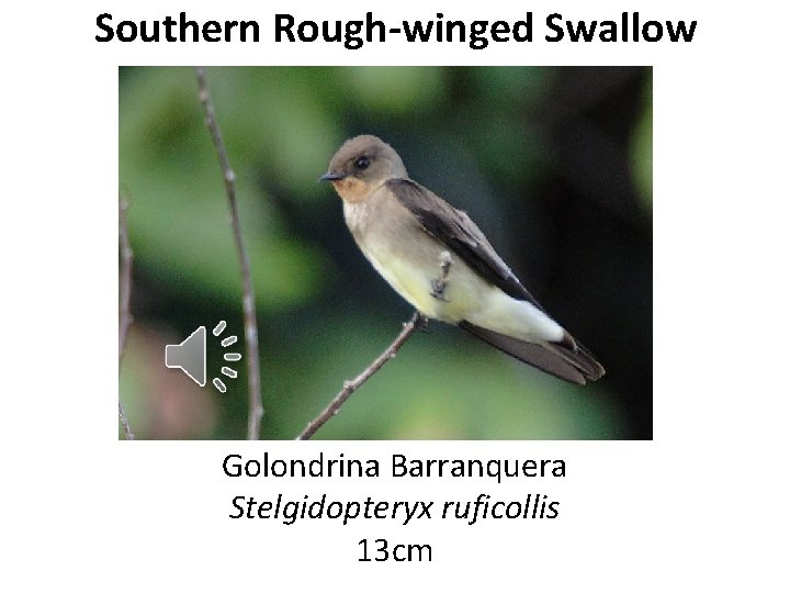 Southern Rough-winged Swallow Golondrina Barranquera Stelgidopteryx ruficollis 13 cm 