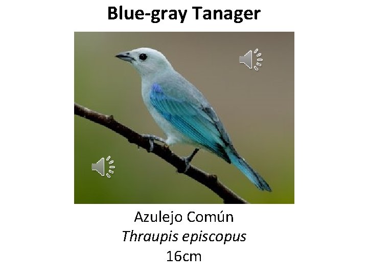 Blue-gray Tanager Azulejo Común Thraupis episcopus 16 cm 
