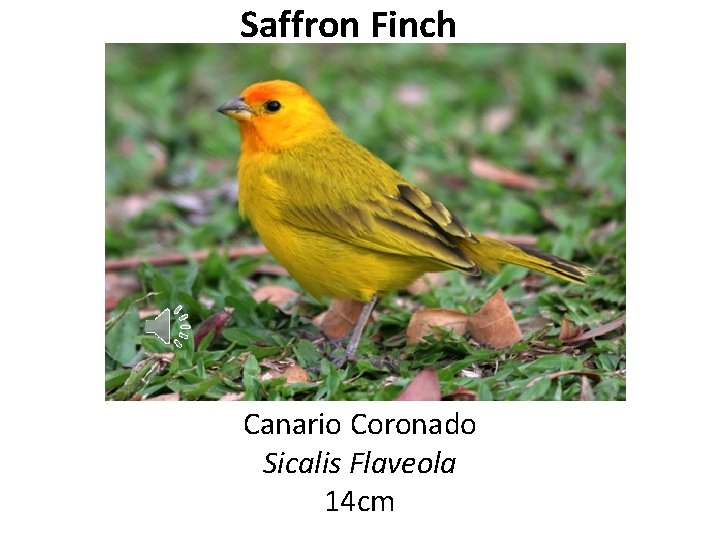 Saffron Finch Canario Coronado Sicalis Flaveola 14 cm 