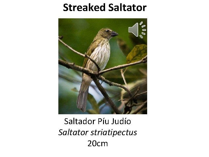 Streaked Saltator Saltador Píu Judío Saltator striatipectus 20 cm 