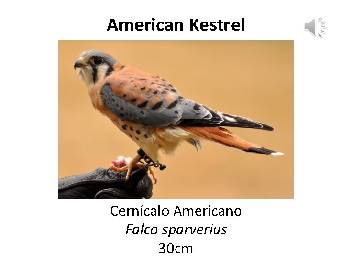 American Kestrel Cernícalo Americano Falco sparverius 30 cm 